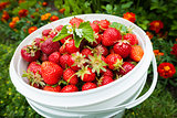 Pail of fresh strawberries in garden