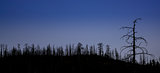 mountain pine forest after wildfire 