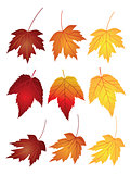 Maple Leaves in Fall Colors Illustration