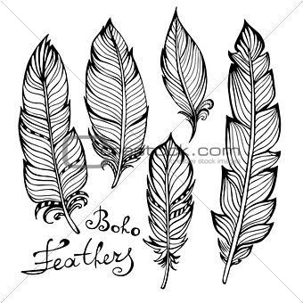 Hand drawn bird black feathers closeup isolated on white