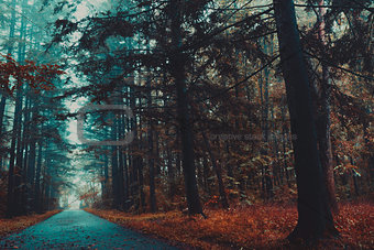 Gloomy autumn forest , depression , leaves
