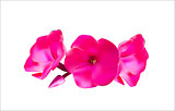 Pink Phlox Flowers Vector Illustration
