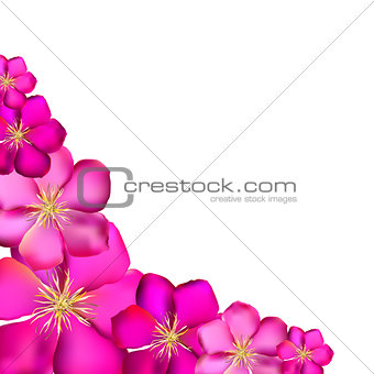 Pink Clematis Background Vector Illustration