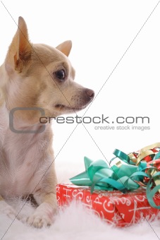 shot of a chihuahua baby christmas vertical