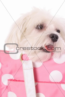 shot of a pooch in polka dot purse