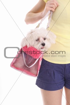 shot of a mom carrying pooch in purse