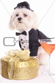 shot of a Maltese in tuxedo ready for party