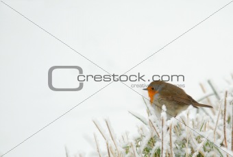 robin in frozen grass