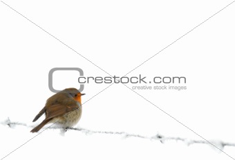 Robin on frozen barbed wire