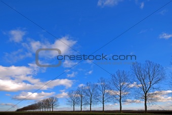 Line of trees through a meadow