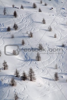Trails of skiers between the trees