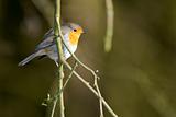 Robin on a twig