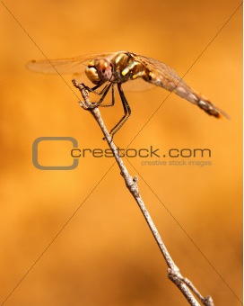 Dragonfly perched on twig at rest.