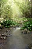 rainforest stream