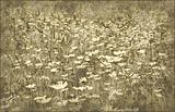 grunge field of daisies
