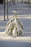 Snow winter trees.