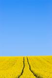 Field of yellow flowers against blue sky