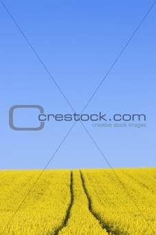 Field of yellow flowers against blue sky