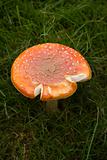 Amanita muscaria - The Fly Agaric