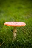 Amanita muscaria - The Fly Agaric