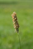 Grass seed head with flowers