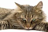 a lying cat on a white background. isolated 