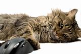 a cat and the computer mouse on a white background. isolated