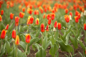 Tulips on a lawn