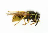 wasp - extreme macro
