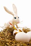 The easter rabbit paints egg 