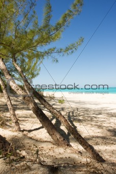 trees on beach