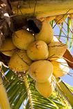 yellow coconuts