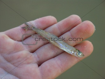 Small fish in the hand
