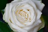 White rose 01