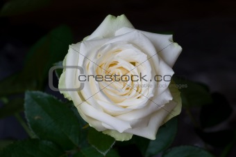 White rose 02