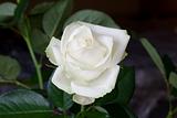 White rose 03