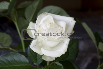 White rose 03