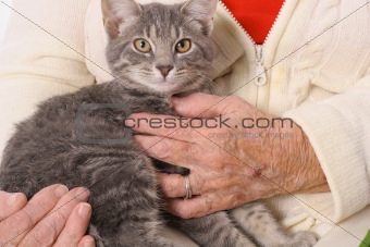 shot of elderly womans hands holding a kitten