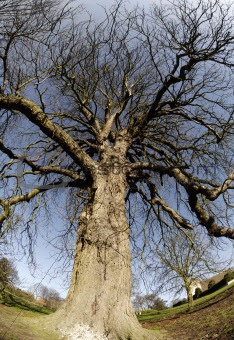 gnarled oak tree