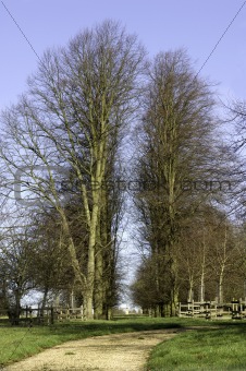line of trees
