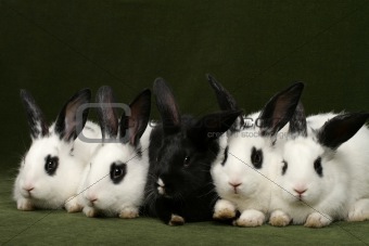 five rabbits
