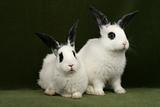twin rabbits