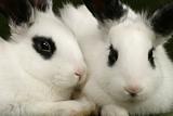 twin rabbits