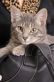 shot of a kitten in bag with fur