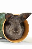 small grey rabbit into the cup