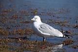 Seagull standing on a rivers edge