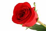 Isolated red rose on white background