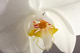 Macro Orchid Flower Blossom