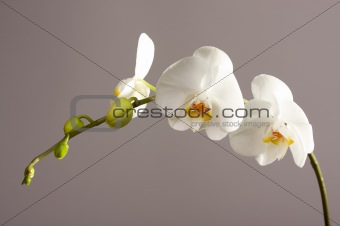 Beautiful Orchid Branch Blossom
