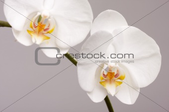 Macro Orchid Flower Blossoms